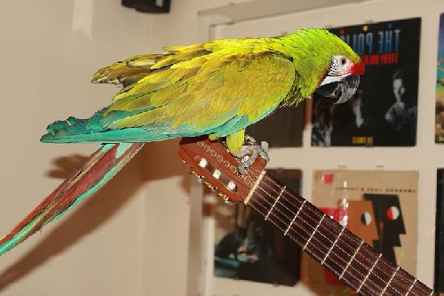 A papagáj, mint háziállat