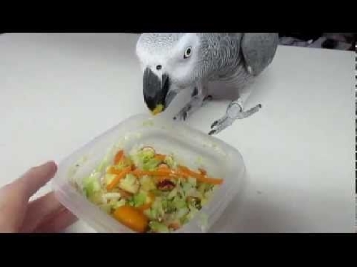 Egészséges ételek papagájoknak