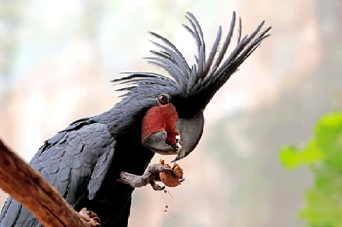 Kakadu - egyéniség a papagájok között
