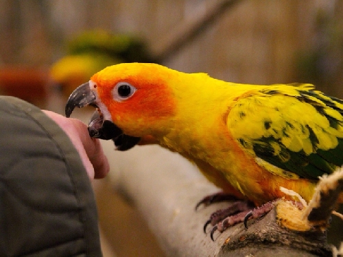 Mi ijeszti meg kedvtelésből tartott papagájt?